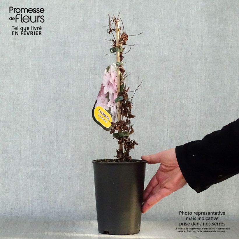 Clematis Pink Fantasy 2L/3L pot sample as delivered in winter