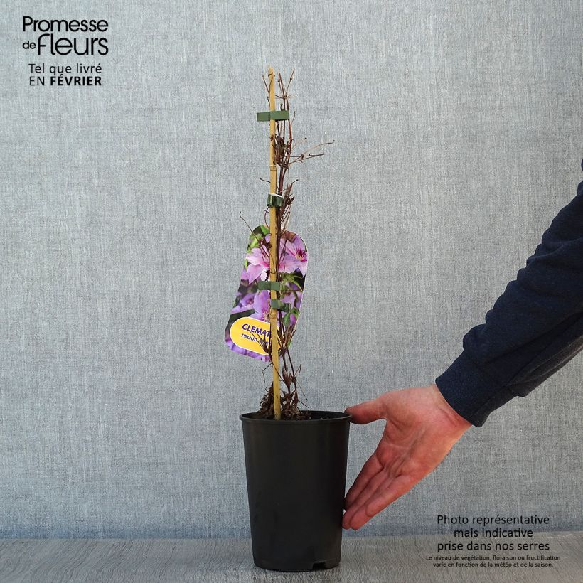 Clematis Proud Mary 2L/3L pot sample as delivered in winter