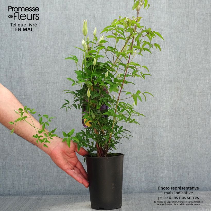 Clematis Proud Mary 2L/3L pot sample as delivered in spring