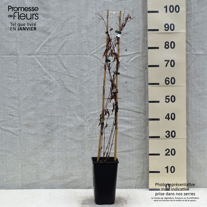 Clematis integrifolia 'Saphyra Violetta' - Clematis 2L/3L pot sample as delivered in winter