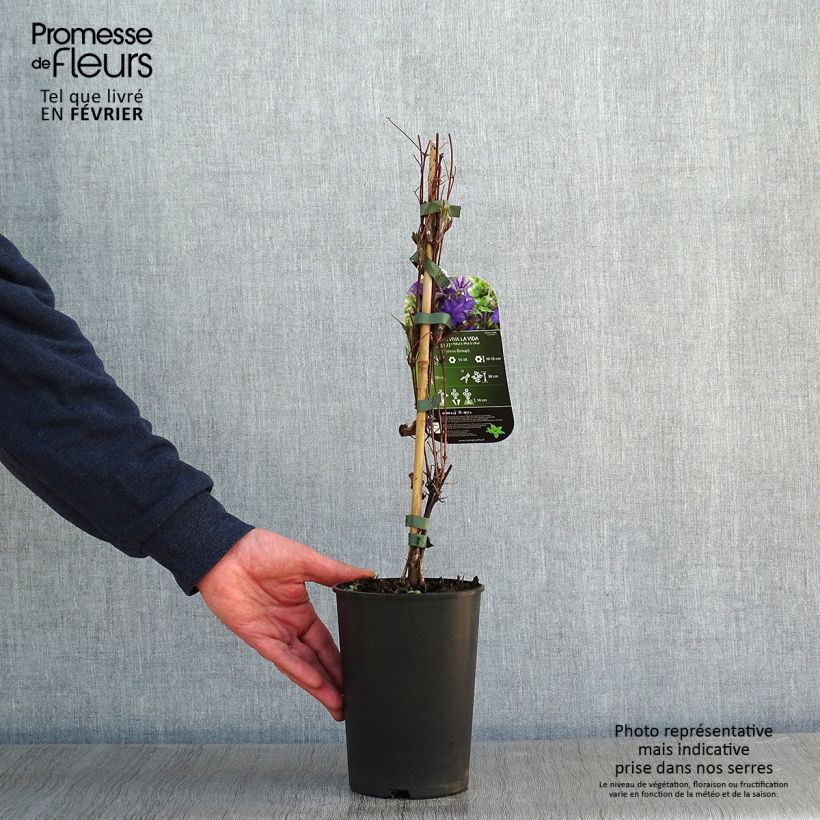 Clematis patens Viva la Vida  2L/3L pot sample as delivered in winter