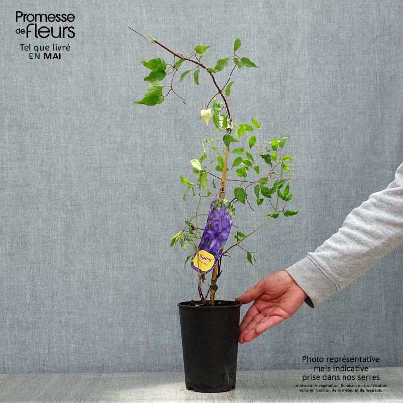 Clematis patens Viva la Vida  2L/3L pot sample as delivered in spring