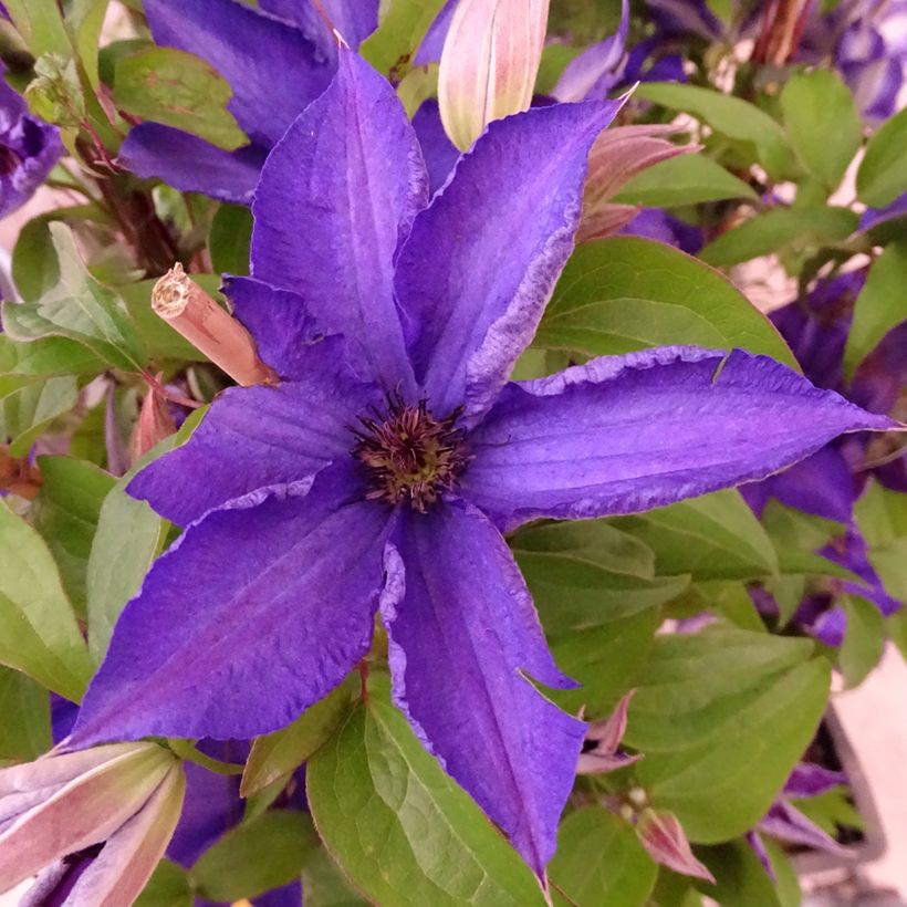 Clematis patens Viva la Vida (Flowering)