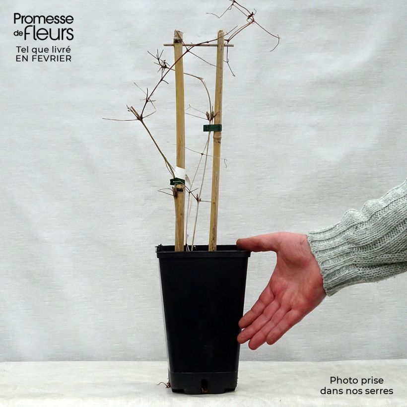 Clematis Vostok 1.5L/2L pot sample as delivered in winter