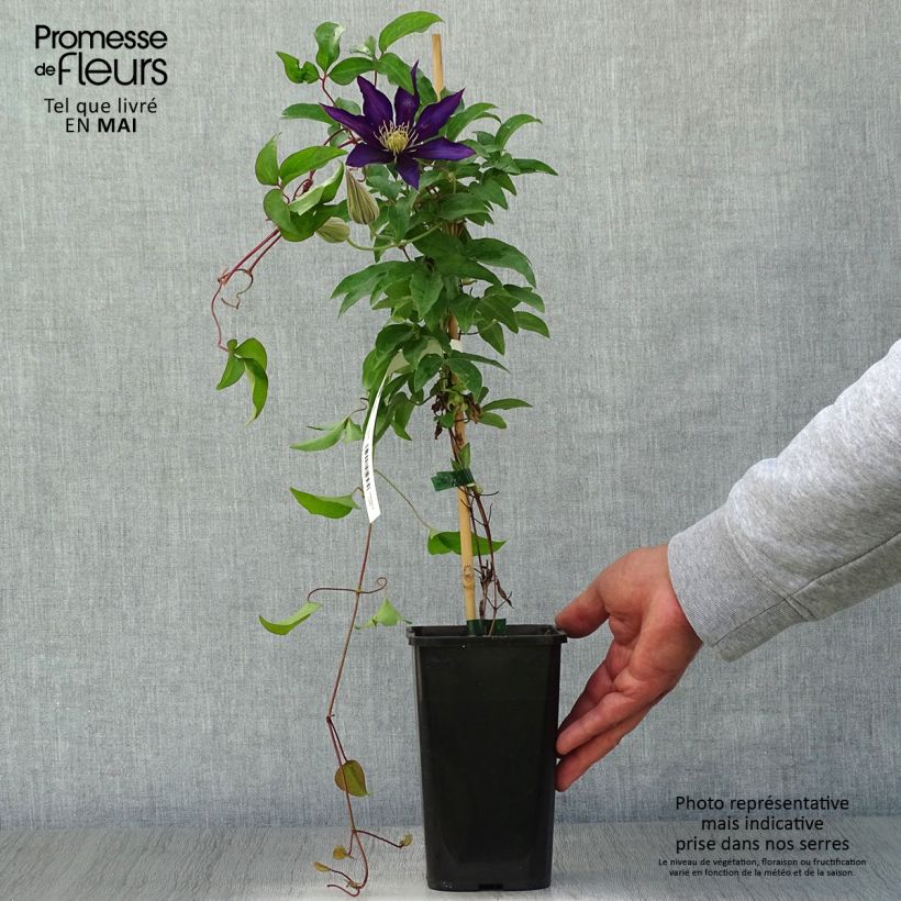 Clematis Vostok 1.5L/2L pot sample as delivered in spring