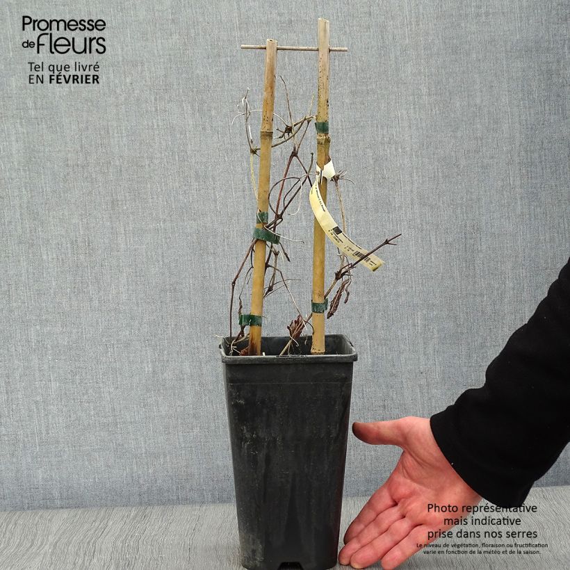 Clematis Whoopi 2L/3L pot sample as delivered in winter