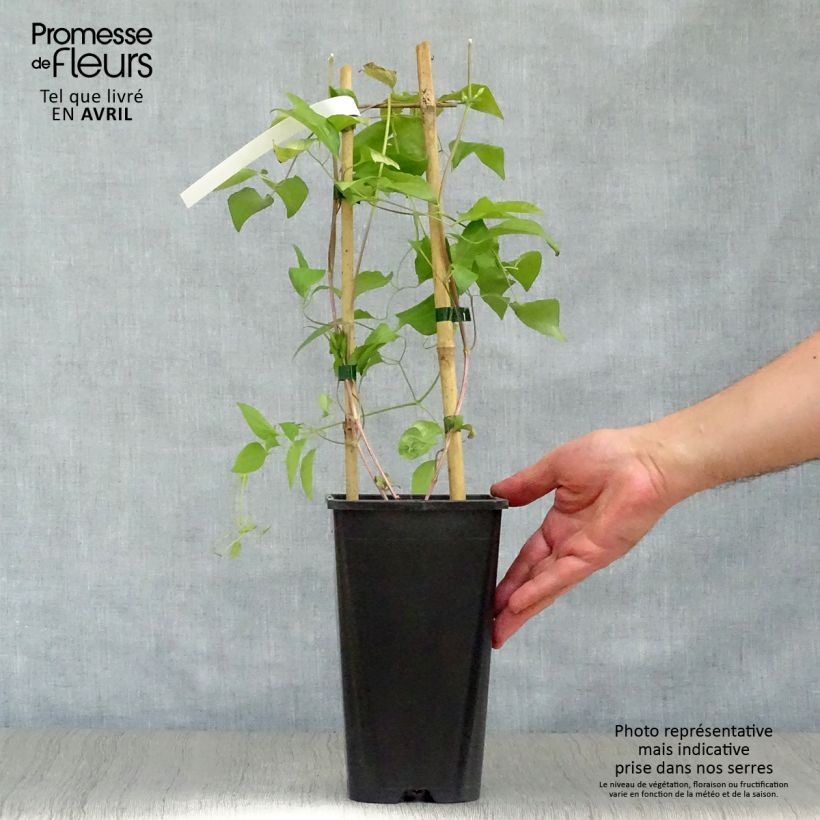 Clematis Whoopi 2L/3L pot sample as delivered in spring