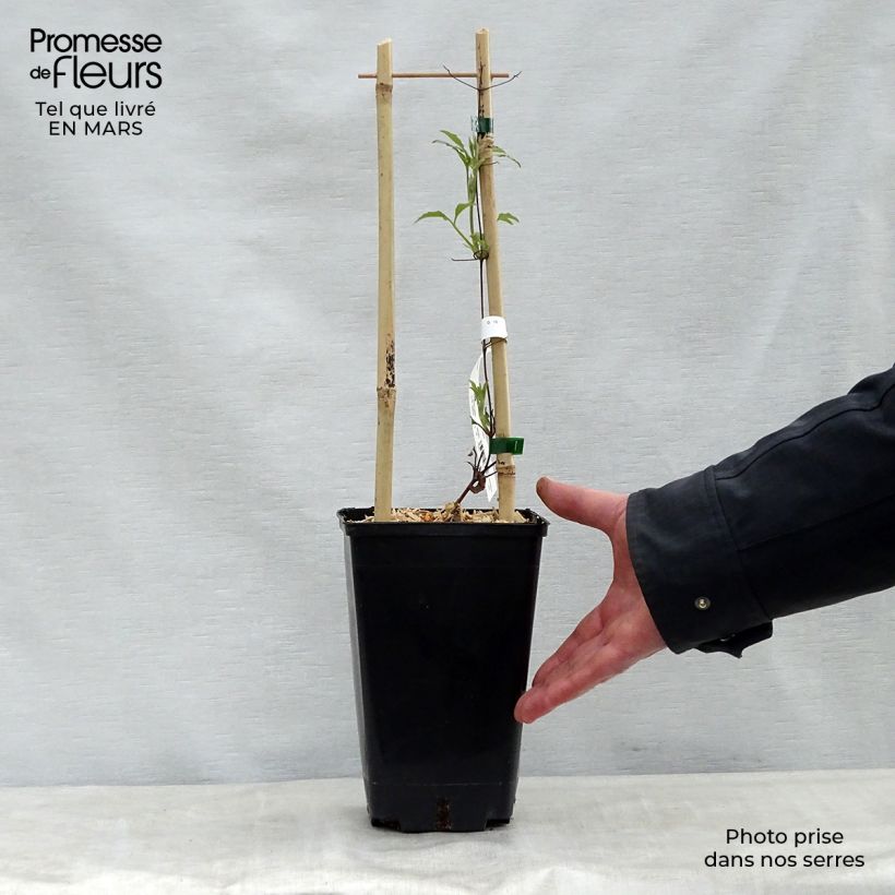 Clematis Wildfire 1.5L/2L pot sample as delivered in spring