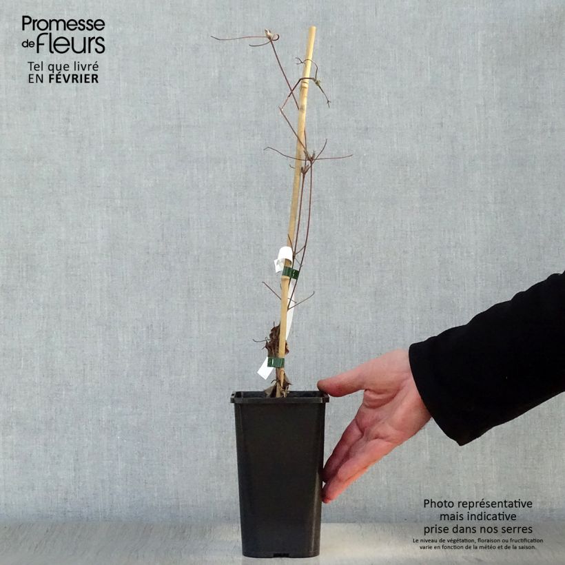 Clematis Wildfire 1.5L/2L pot sample as delivered in winter