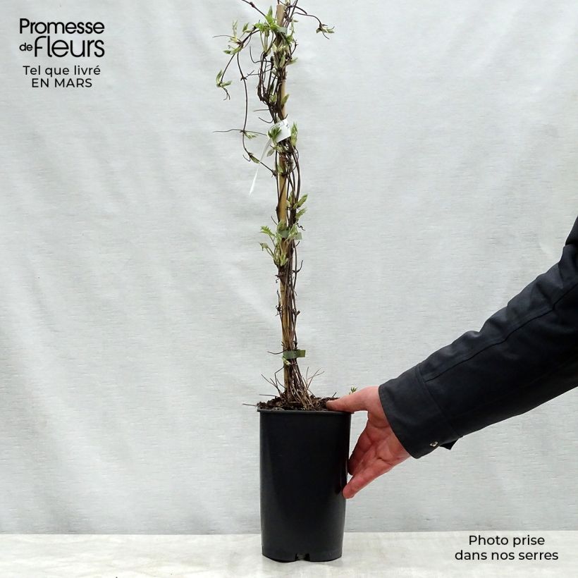 Clematis atragene alpina Blue Dancer 2L/3L pot sample as delivered in spring