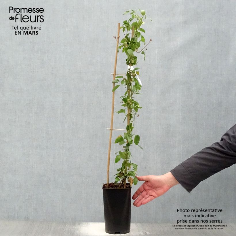 Clematis cirrhosa Wisley Cream 2L/3L pot sample as delivered in spring