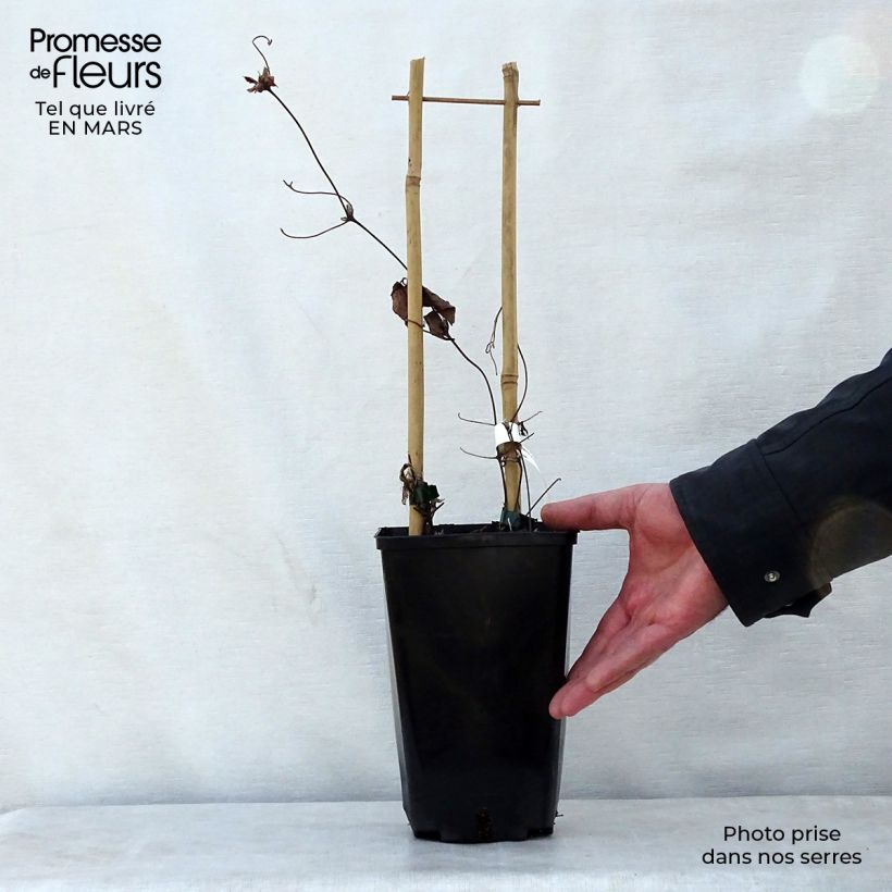 Clematis florida Utopia 2L/3L pot sample as delivered in spring