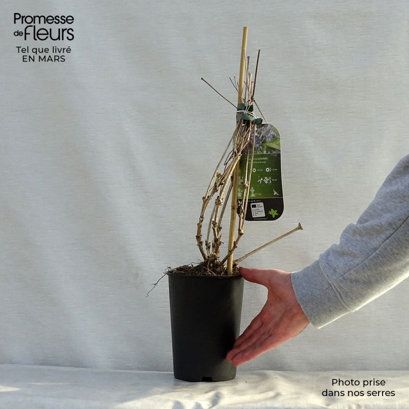 Clematis heracleifolia  2L/3L pot sample as delivered in spring