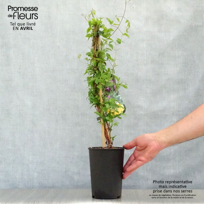 Clematis viticella - Italian leather flower 1.5L/2L pot sample as delivered in spring