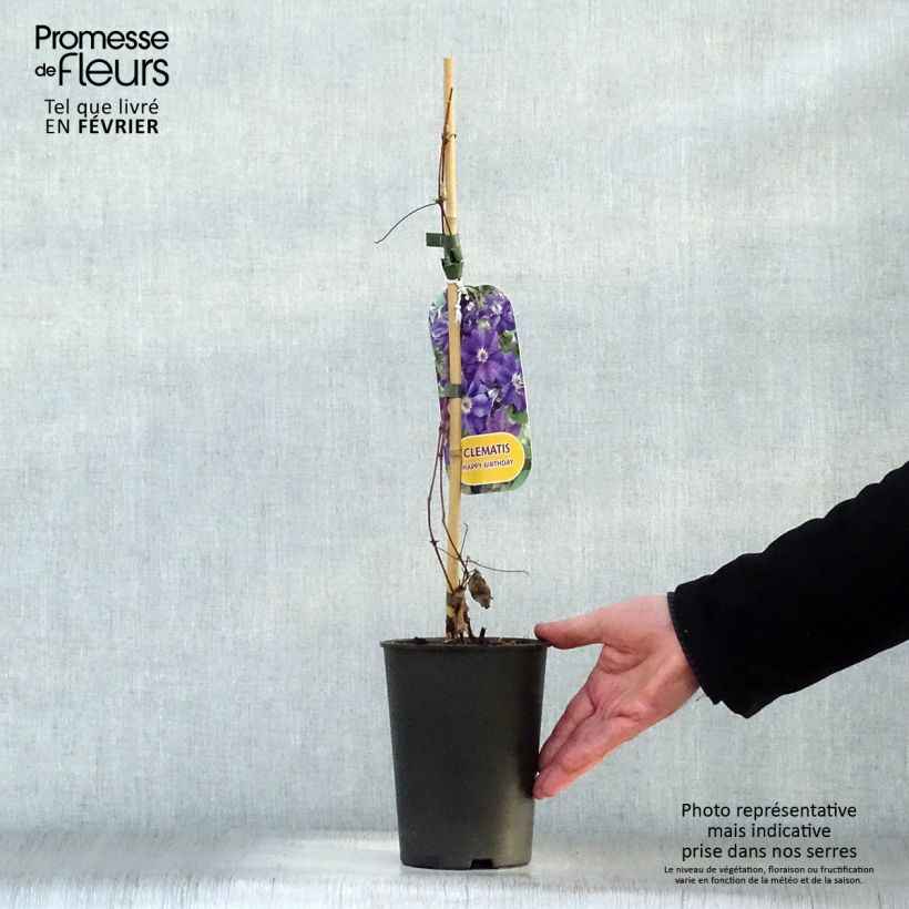 Clematis x viticella Happy Birthday 'Zohapbi' 1.5L/2L pot sample as delivered in winter