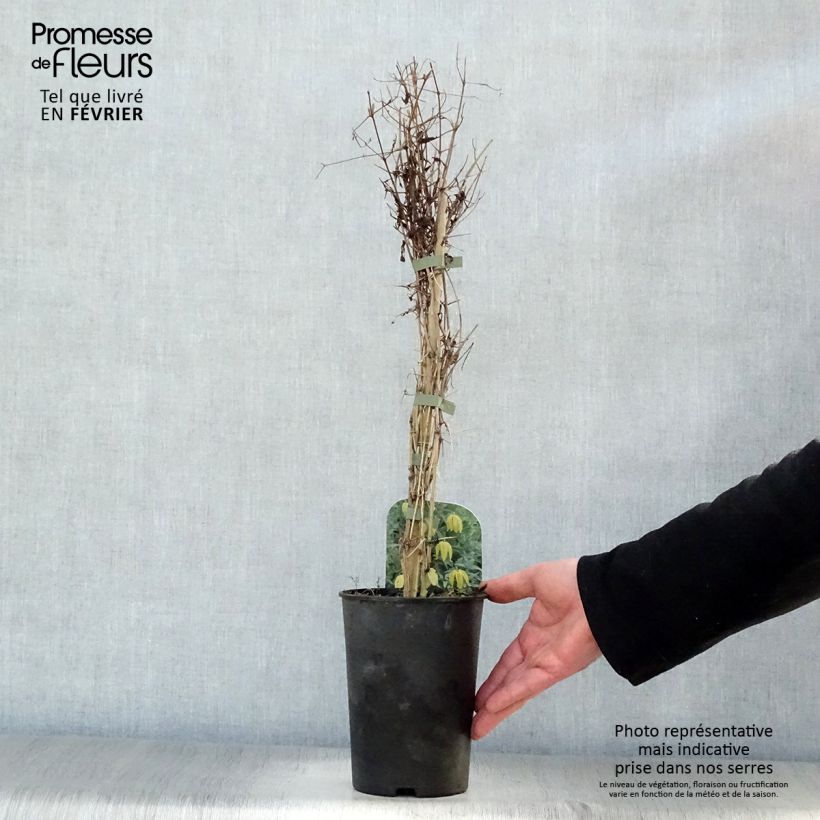 Clematis tangutica - Golden clematis 1.5L/2L pot sample as delivered in winter