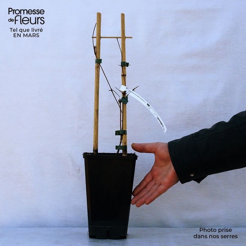 Clematis viticella John Howells - Italian Leather Flower 1.5L/2L pot sample as delivered in spring