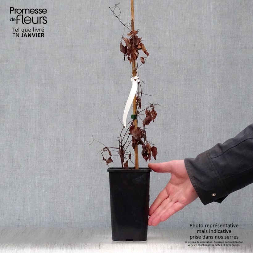 Clematis viticella John Howells - Italian Leather Flower 1.5L/2L pot sample as delivered in winter