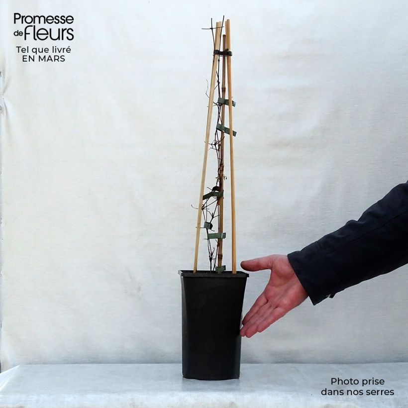 Clematis viticella Polish Spirit 1.5L/2L pot sample as delivered in spring