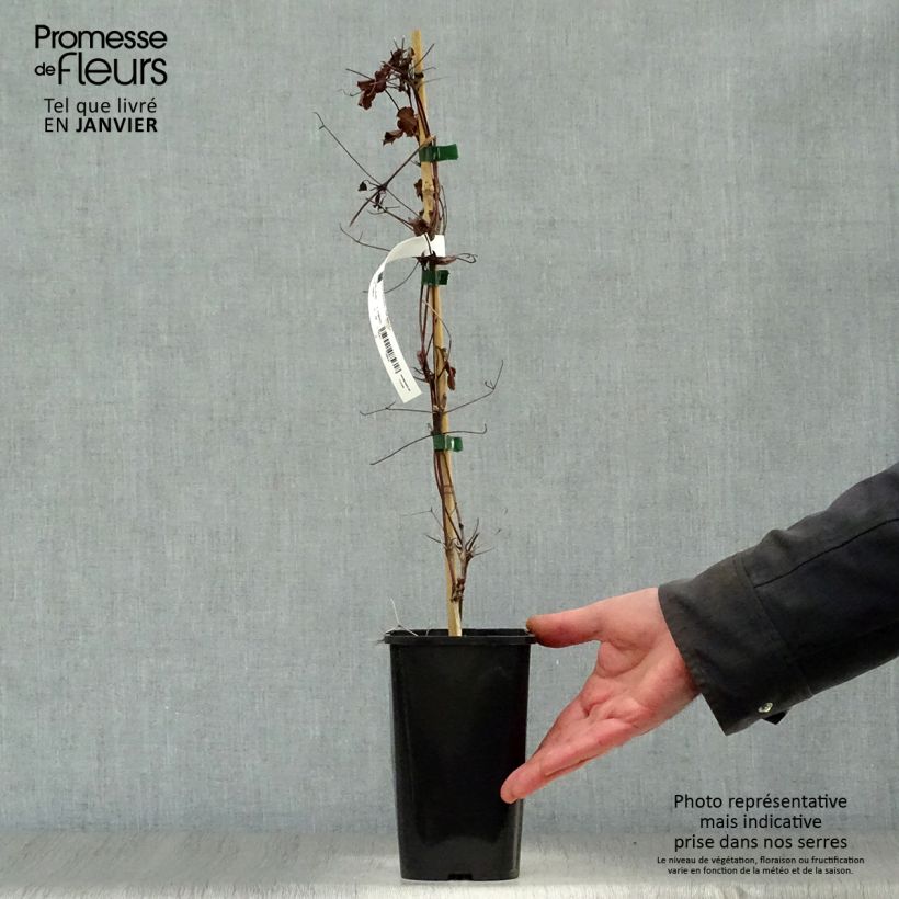 Clematis viticella Polish Spirit 1.5L/2L pot sample as delivered in winter