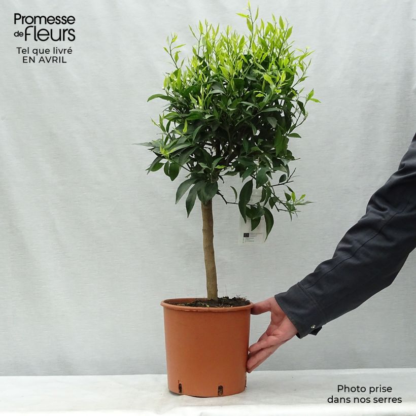 Clementine Tree - Citrus clementina 4L/5L pot, Quarter standard sample as delivered in spring