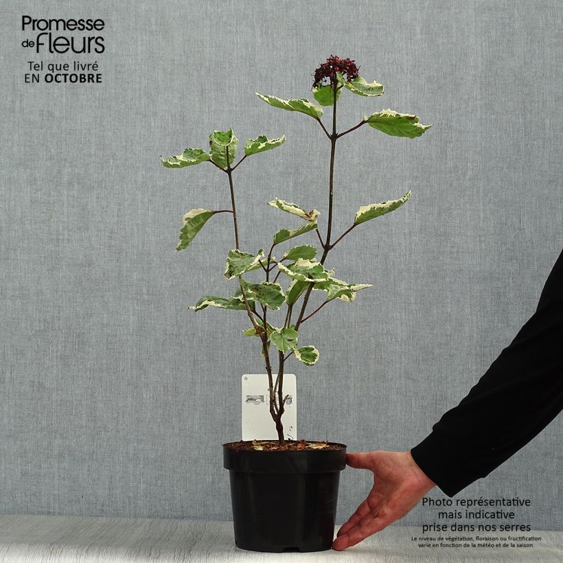 Clerodendrum bungei Pink Diamond 3L/4L pot sample as delivered in autumn