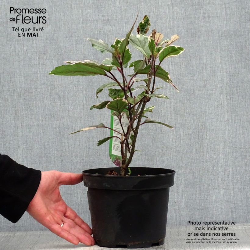 Clerodendrum bungei Pink Diamond 3L/4L pot sample as delivered in spring