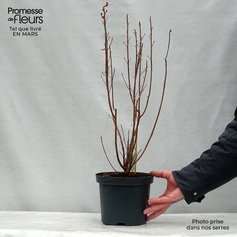 Clethra alnifolia 3L/4L pot sample as delivered in spring