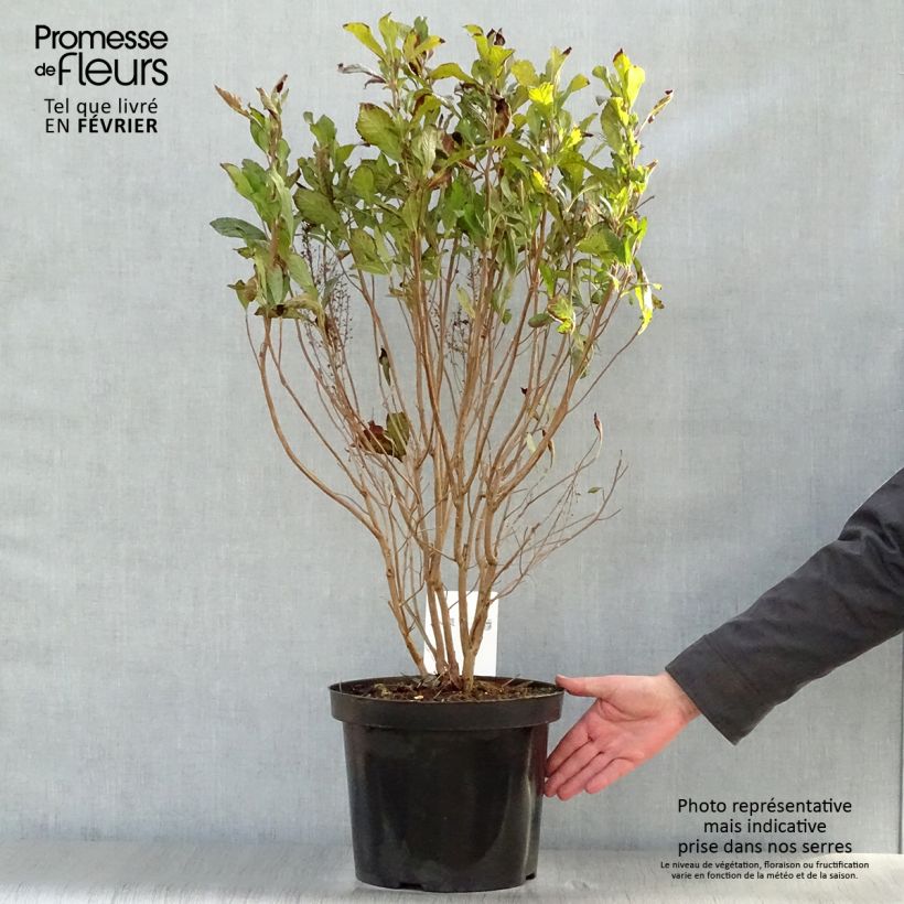 Clethra alnifolia Anne Bidwell 7.5L/10L pot sample as delivered in winter