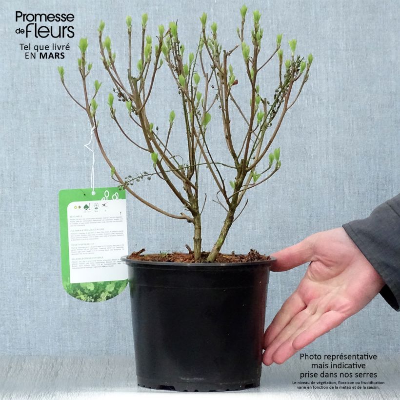 Clethra alnifolia Hummingbird 3L/4L pot sample as delivered in spring