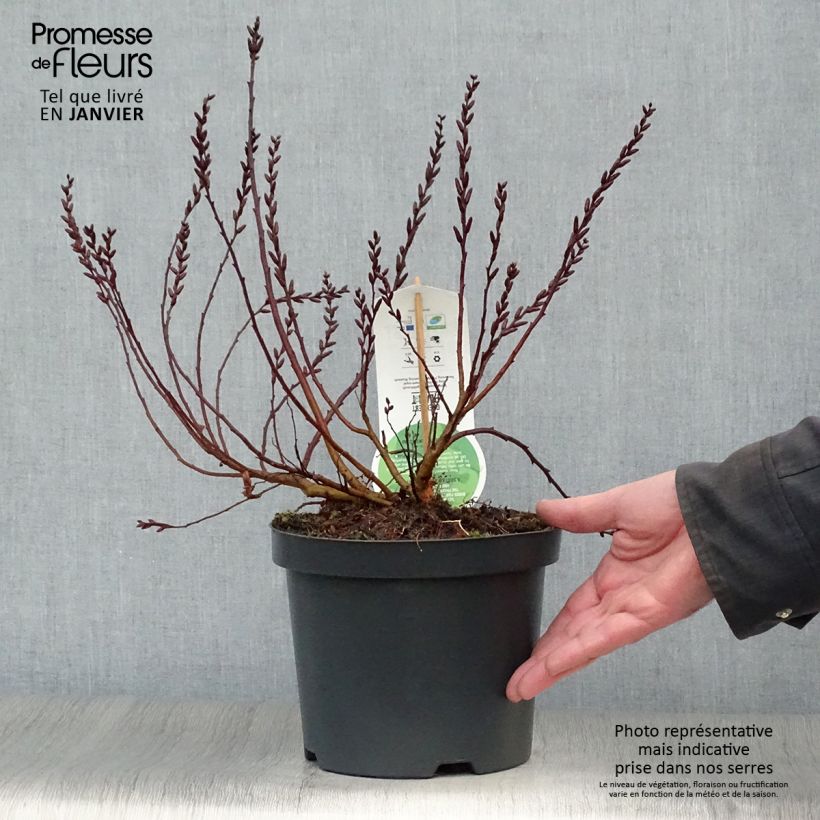 Clethra alnifolia 3L/4L pot sample as delivered in winter