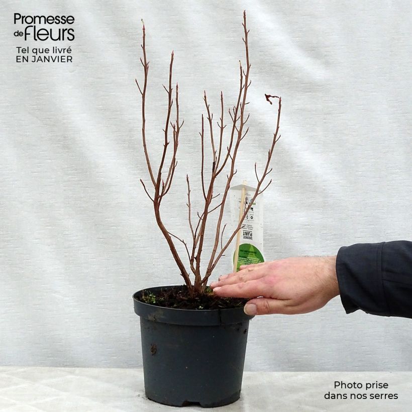 Clethra alnifolia Ruby Spice 3L/4L pot sample as delivered in winter