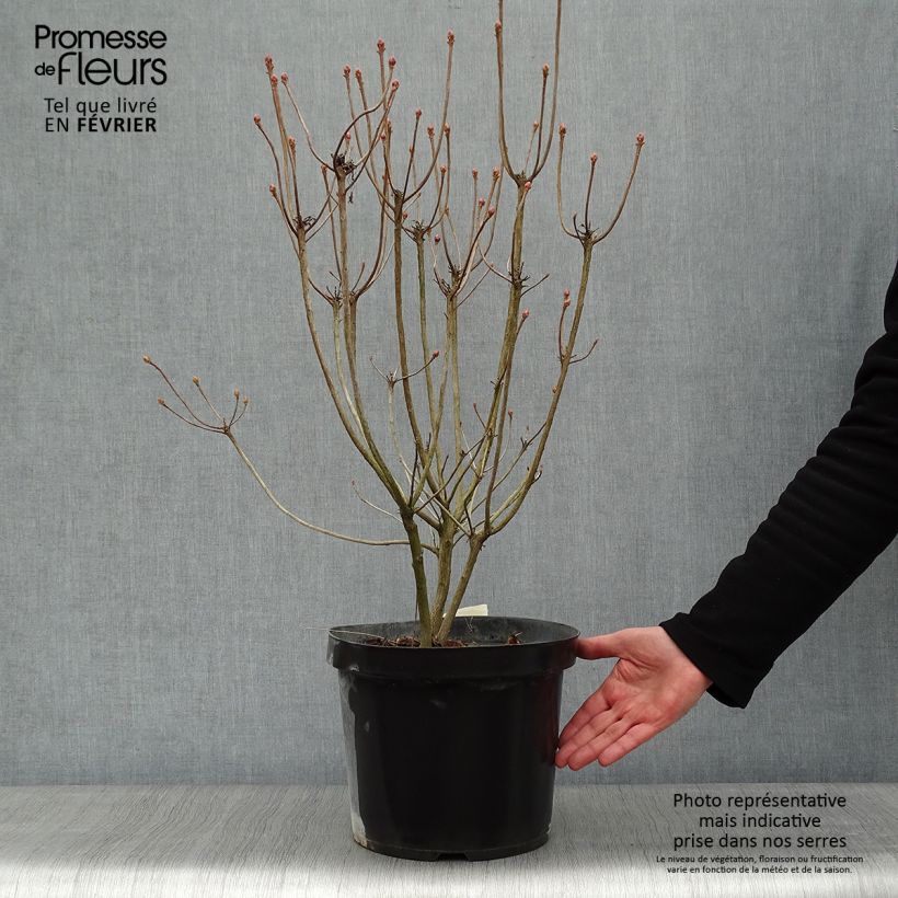 Clethra alnifolia Sixteen Candles 7.5L/10L pot sample as delivered in winter