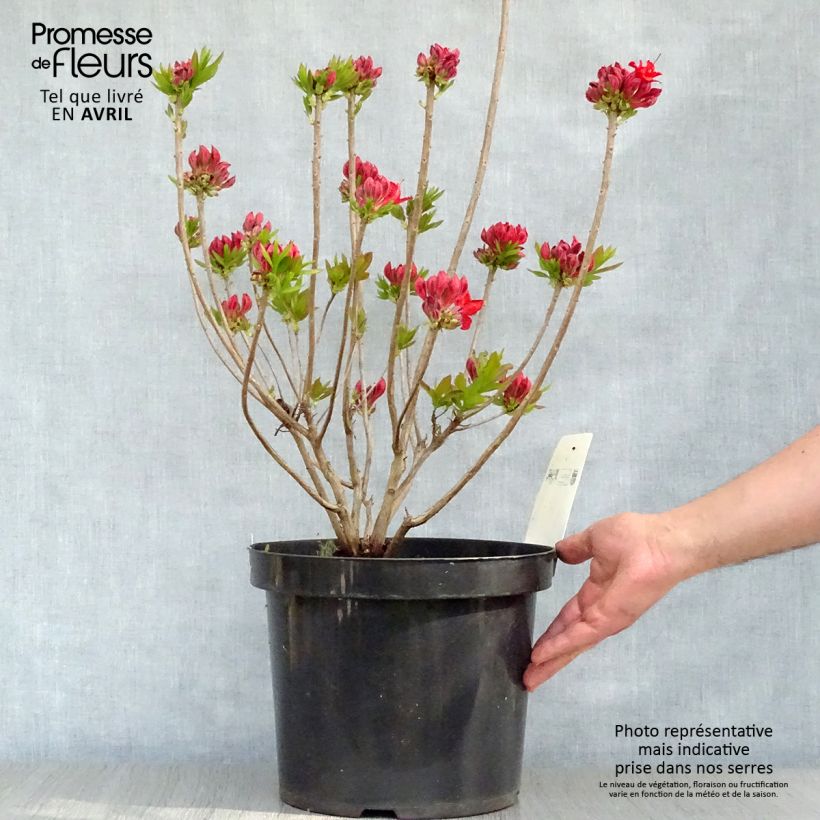 Clethra alnifolia Sixteen Candles 7.5L/10L pot sample as delivered in spring