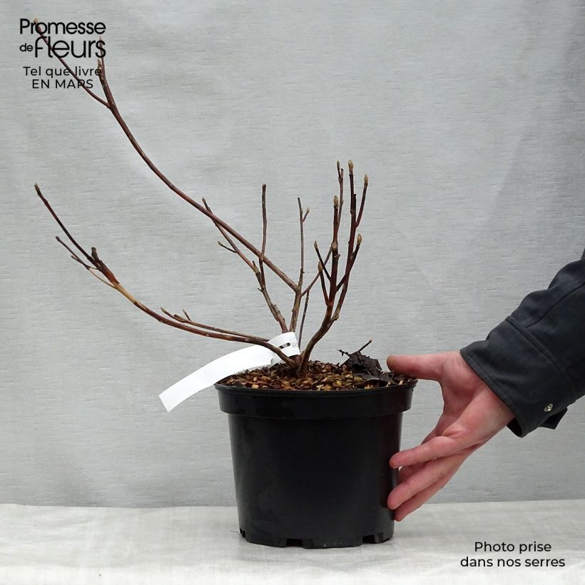 Clethra barbinervis Great Star Minbarb 4L/5L pot sample as delivered in spring