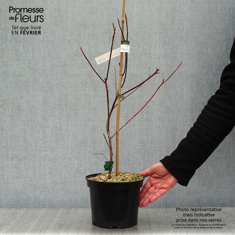 Clethra barbinervis Great Star Minbarb 4L/5L pot sample as delivered in winter