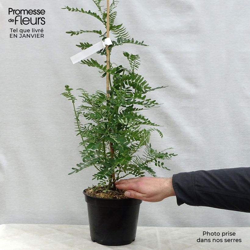 Clianthus puniceus Flamingo 3L/4L pot sample as delivered in winter