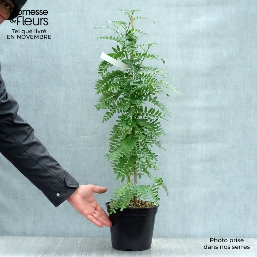 Clianthus puniceus Flamingo 3L/4L pot sample as delivered in autumn