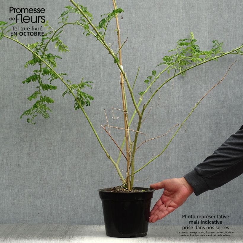 Clianthus puniceus Kaka King 4L/5L pot sample as delivered in autumn