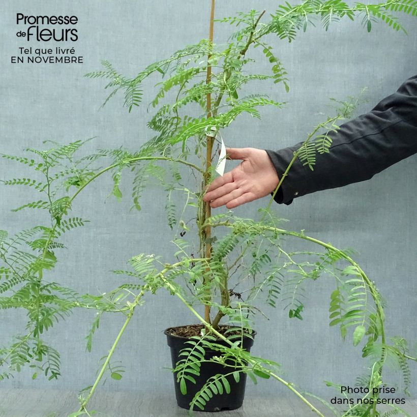Clianthus puniceus White Heron 3L/4L pot sample as delivered in autumn