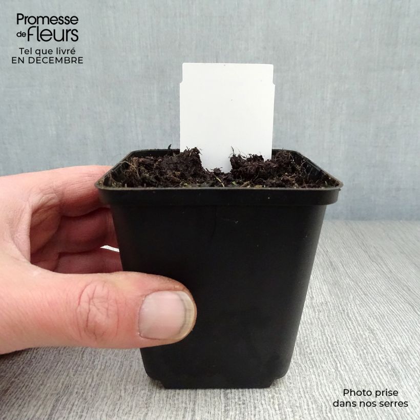 Dicentra spectabilis Alba 8/9 cm pot sample as delivered in winter