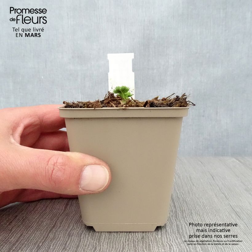 Dicentra Ivory Hearts 8/9 cm pot sample as delivered in spring