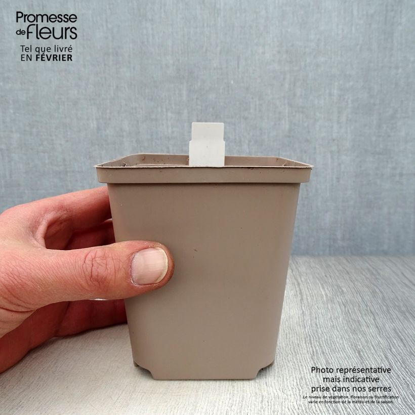 Dicentra Ivory Hearts 8/9 cm pot sample as delivered in winter