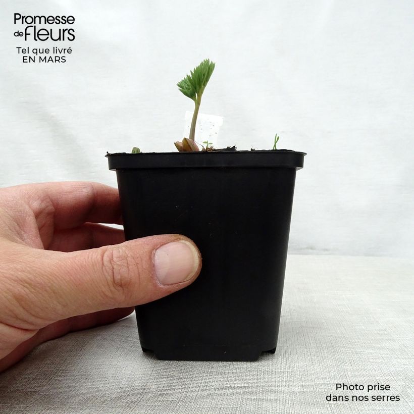 Dicentra Stuart Boothman 8/9 cm pot sample as delivered in spring