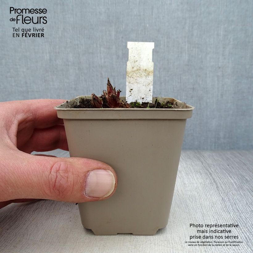 Dicentra Stuart Boothman 8/9 cm pot sample as delivered in winter