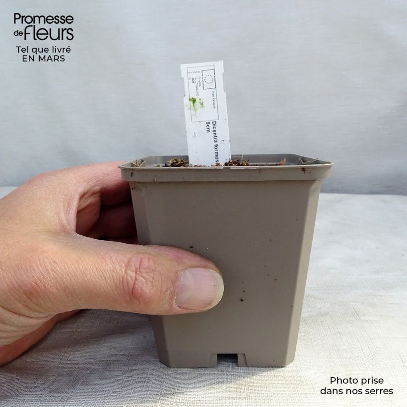 Dicentra formosa Aurora 8/9 cm pot sample as delivered in spring