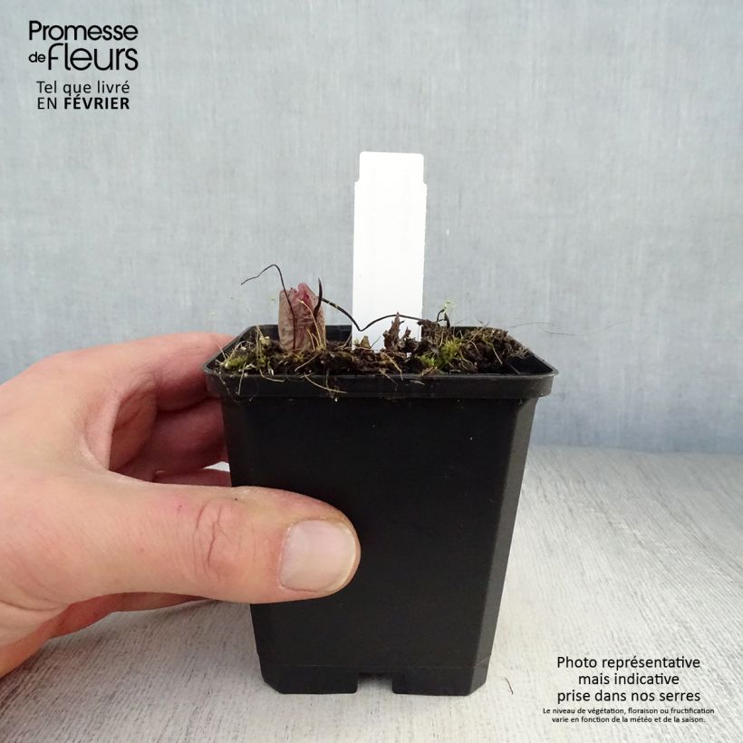 Dicentra formosa Bacchanal 8/9 cm pot sample as delivered in winter