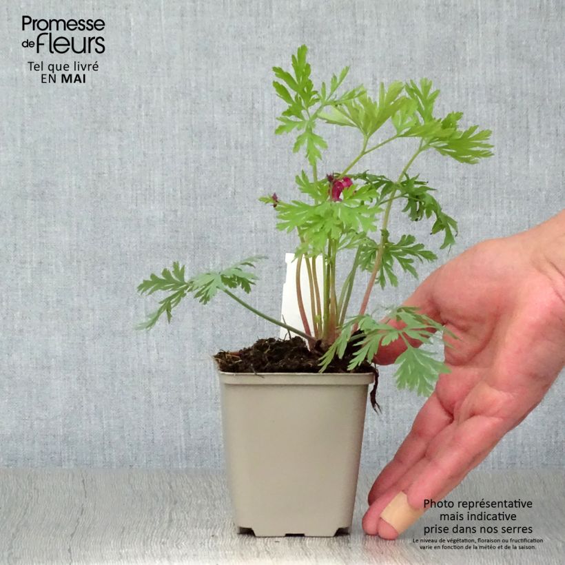 Dicentra formosa Bacchanal 8/9 cm pot sample as delivered in spring