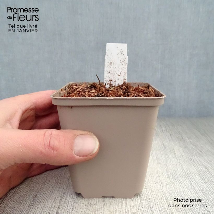 Dicentra formosa Luxuriant 8/9 cm pot sample as delivered in winter