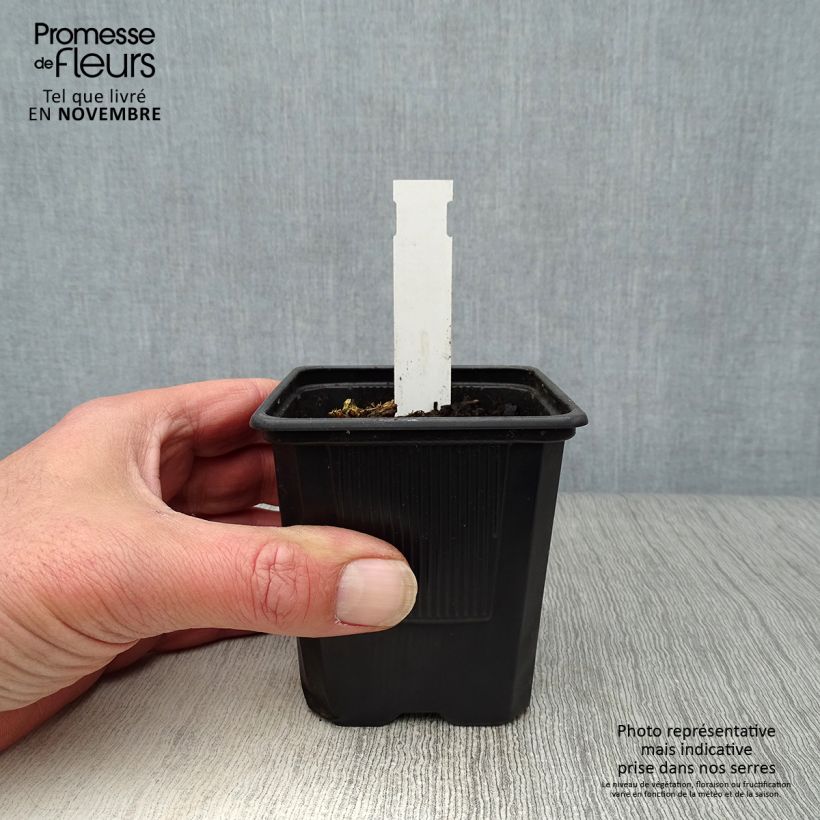 Dicentra spectabilis White Gold 8/9 cm pot sample as delivered in autumn